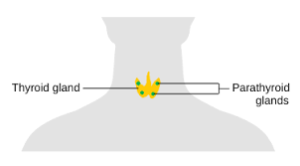 thyroid cause free t4