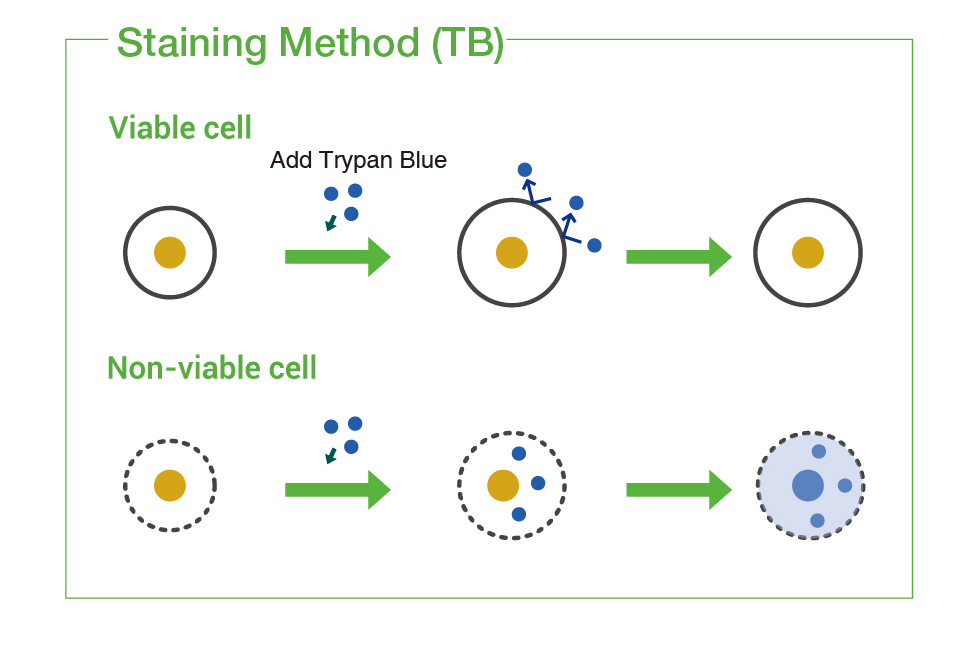 Eve A High-Throughput Automated Cell Counter 5 download 6